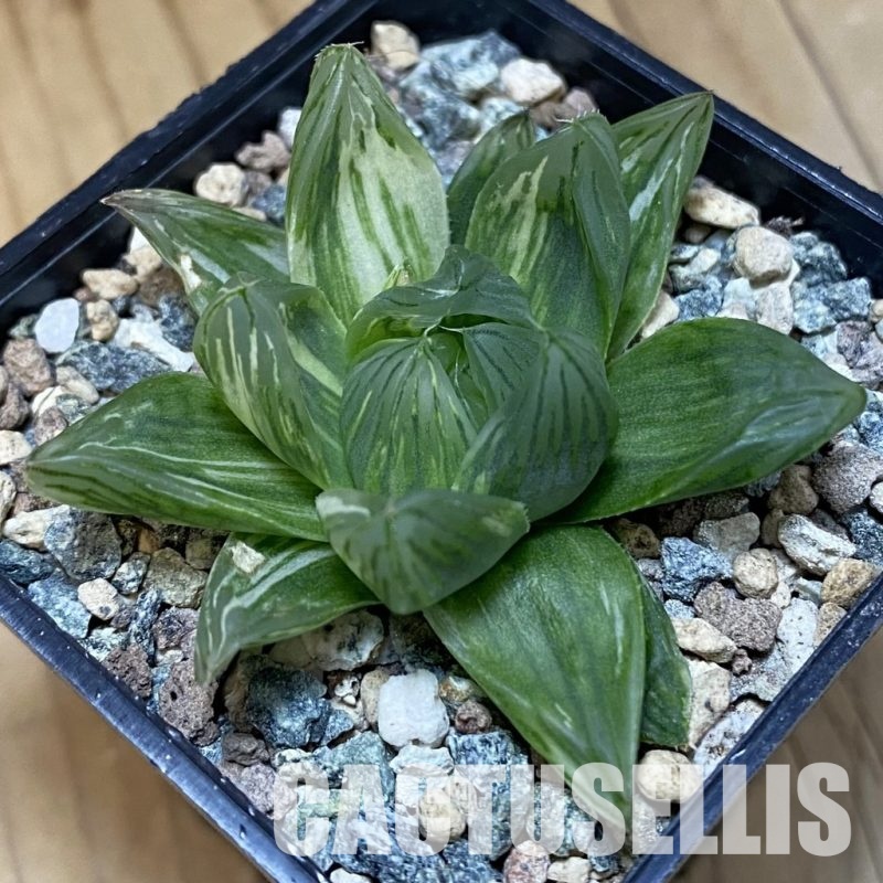SH30673 Haworthia obtusa f. variegata