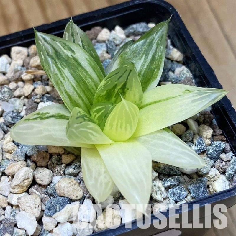 SH30674 Haworthia obtusa f. variegata