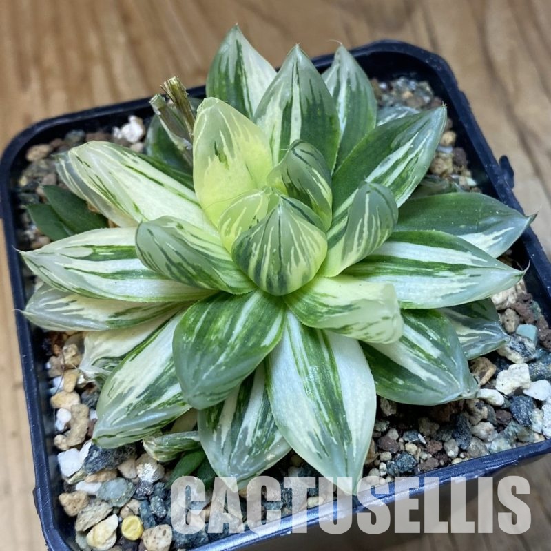 SH30676 Haworthia obtusa hybrid 'Hanabi'