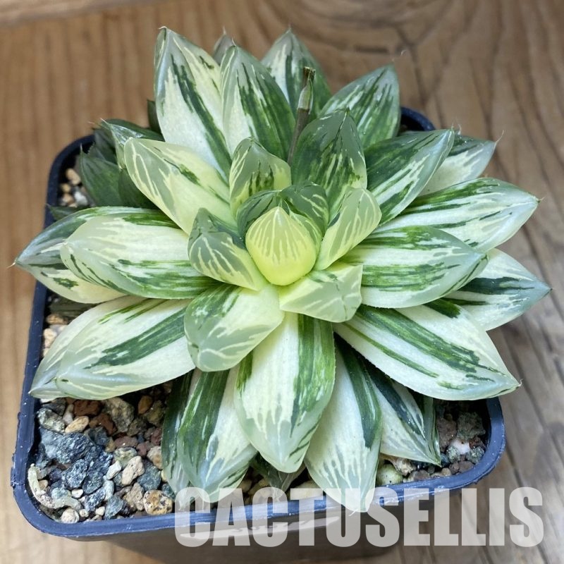 SH30677 Haworthia obtusa hybrid 'Hanabi'