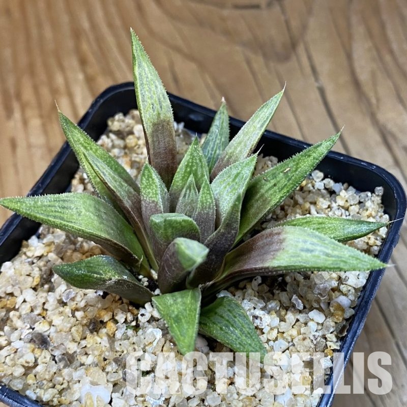 SH30678 Haworthia ‘Metallica’ hybrid