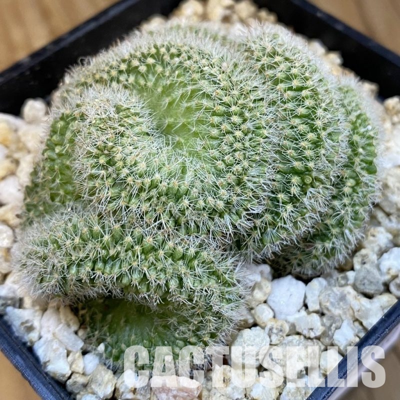 SH30760 Mammillaria spinosissima rubrispina f. cristata