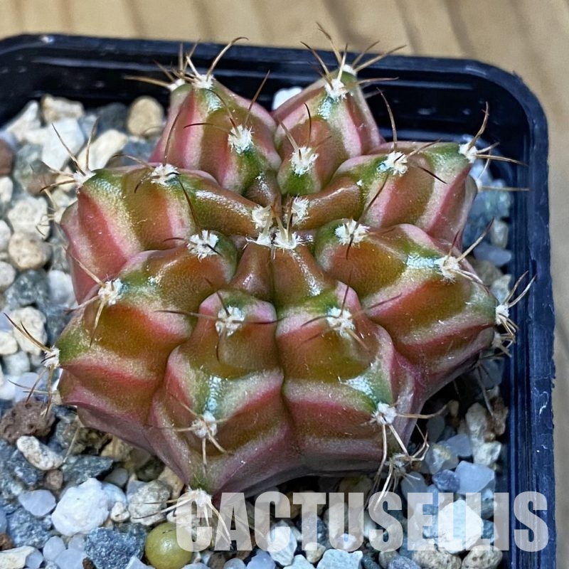 SH24435 Gymnocalycium mihanovichii ‘Neon’ hybrid
