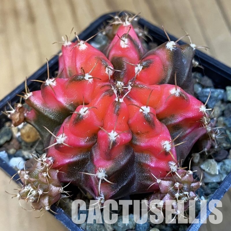 SH24552 Gymnocalycium mihanovichii ‘French Fuchsia’