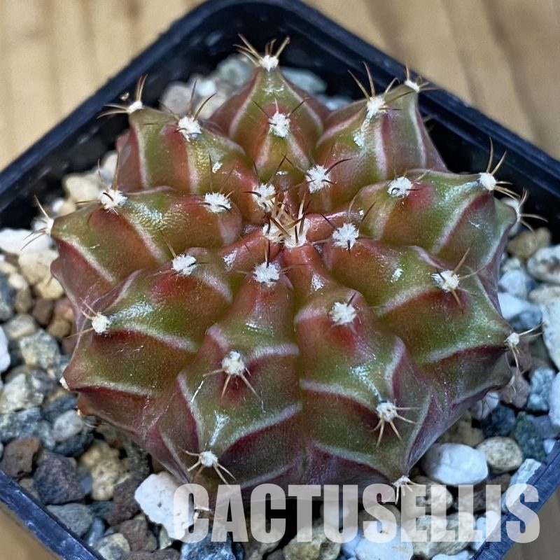 SH24711 Gymnocalycium mihanovichii ‘Neon’ hybrid