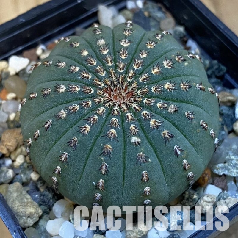 SH24756 Frailea asterioides