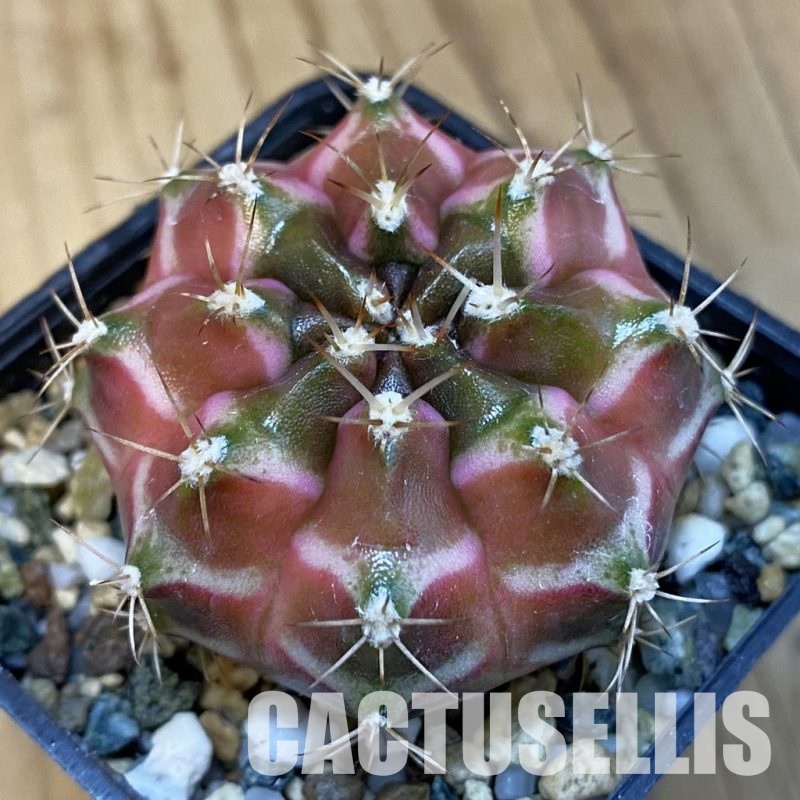 SH24775 Gymnocalycium mihanovichii ‘Neon’ hybrid