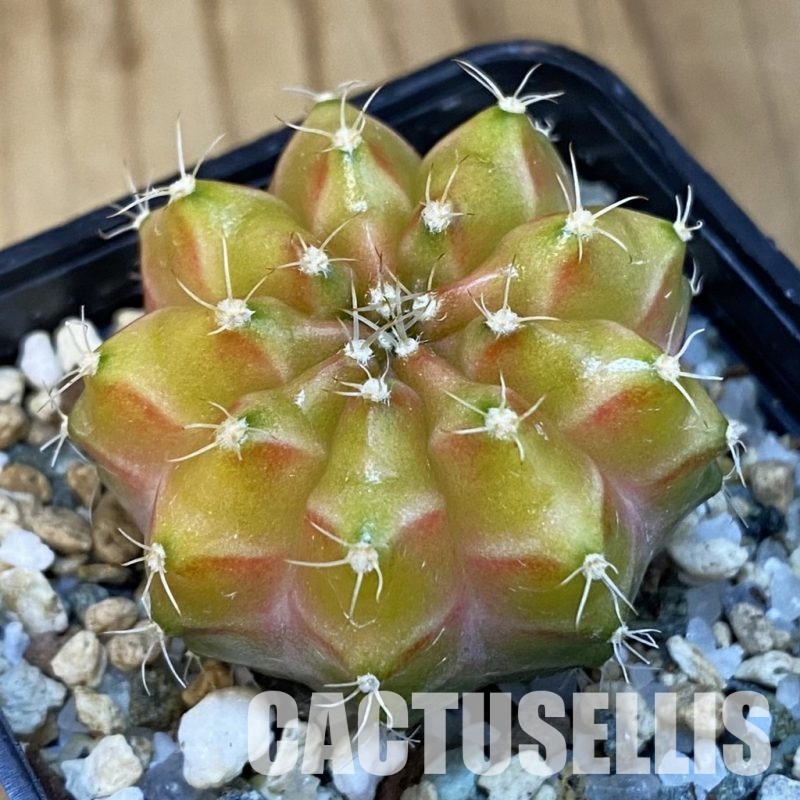 SH24776 Gymnocalycium mihanovichii ‘Neon’ hybrid