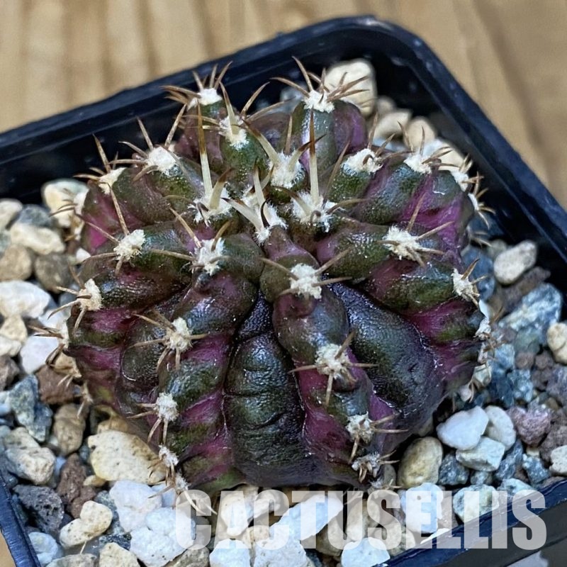 SH24778 Gymnocalycium mihanovichii ‘T-Rex’