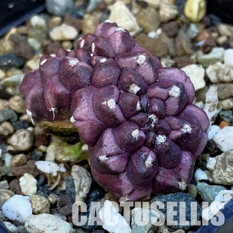 SH25024 Gymnocalycium mihanovichii ‘Day Dream’ f. cristata