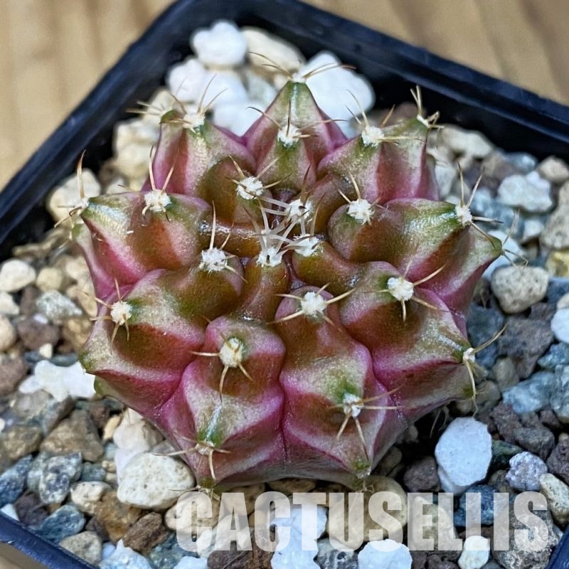 SH25027 Gymnocalycium mihanovichii ‘Neon’ hybrid
