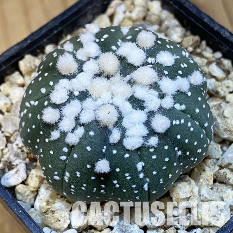SH30761 Astrophytum asterias ‘Hanazono’