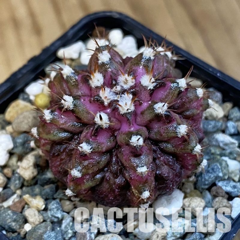 SH25031 Gymnocalycium mihanovichii ‘T-Rex’
