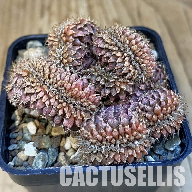 SH25346 Gymnocalycium mihanovichii f. cristata