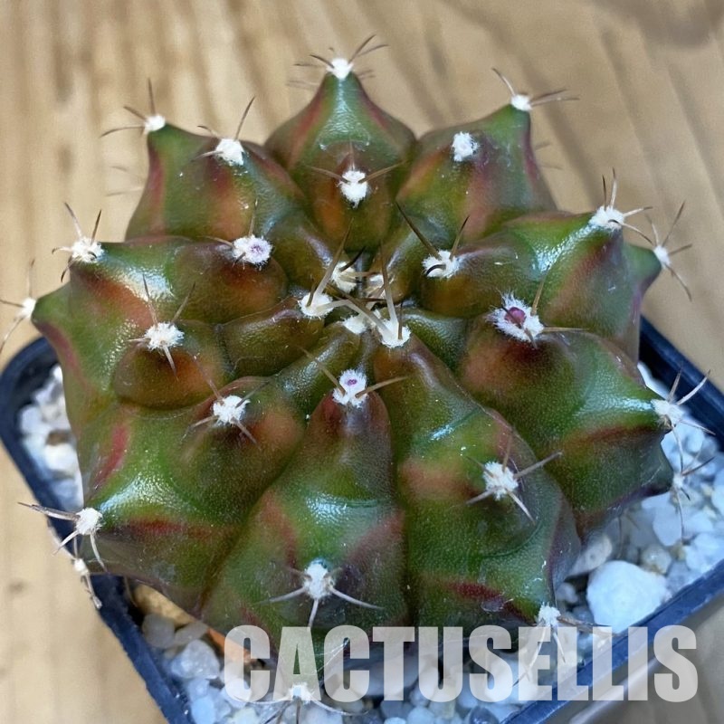 SH25357 Gymnocalycium mihanovichii ‘Neon’ hybrid