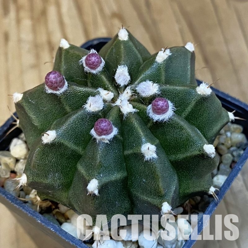 SH26294 Gymnocalycium mihanovichii hybrid, seedling