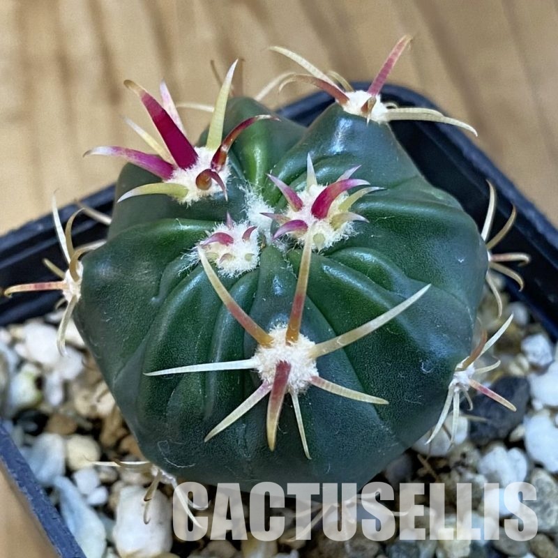 SH26368 Ferocactus latispinus