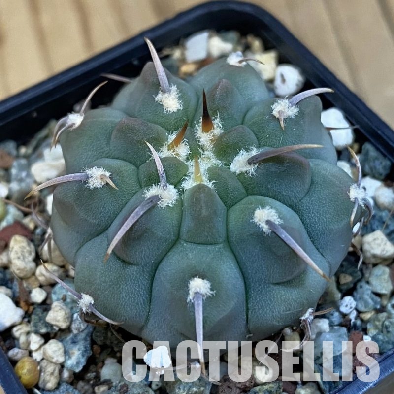 SH27150 Gymnocalycium vatteri