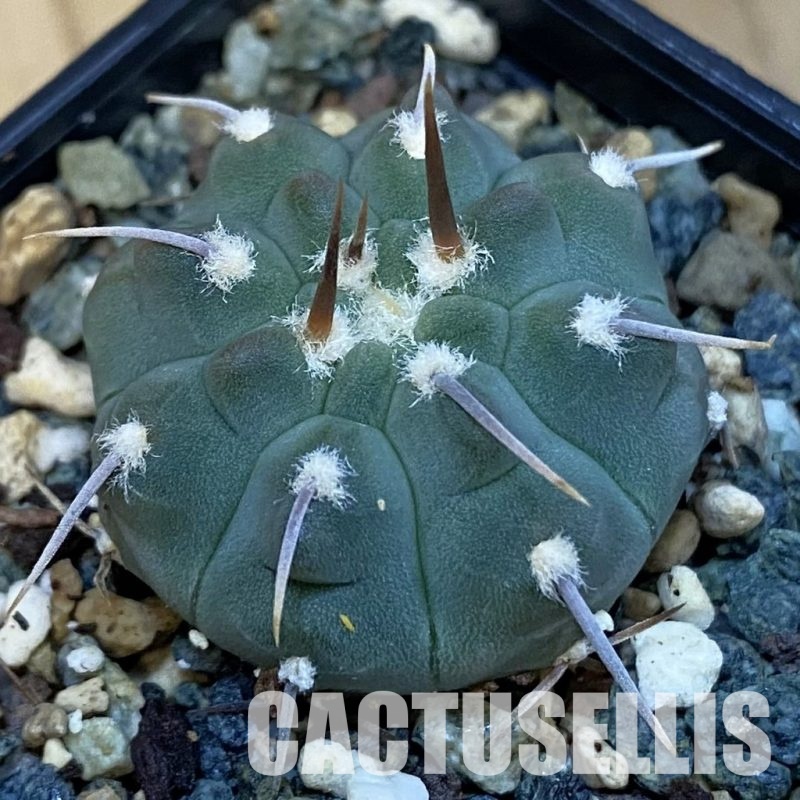 SH27151 Gymnocalycium vatteri