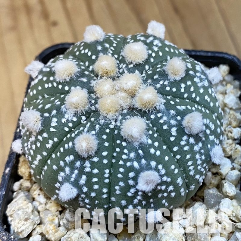 SH30762 Astrophytum asterias ‘Ooibo’