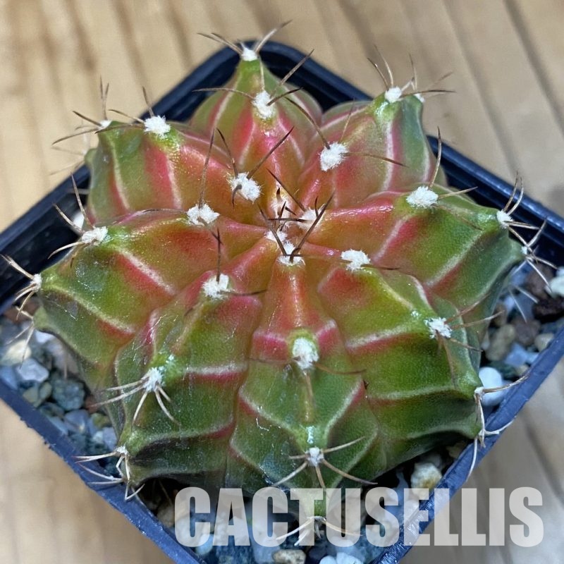 SH27157 Gymnocalycium mihanovichii ‘Neon’ hybrid