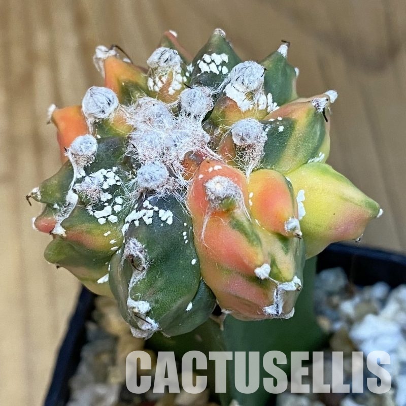 SH27943 Astrophytum myriostigma ‘Kikko' f. variegata, grafted