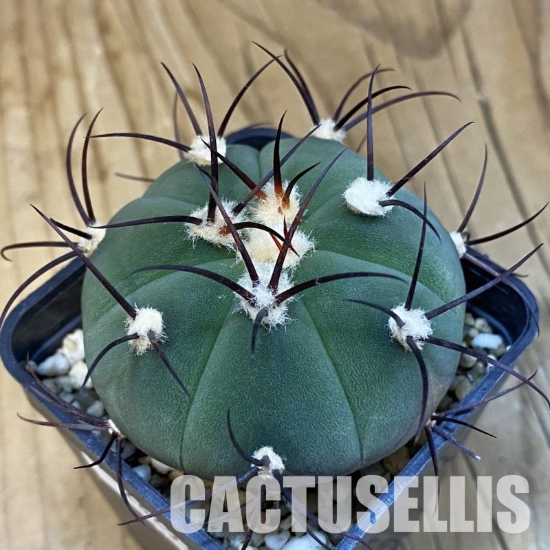 SH28253 Gymnocalycium cabreraense VOS 2122