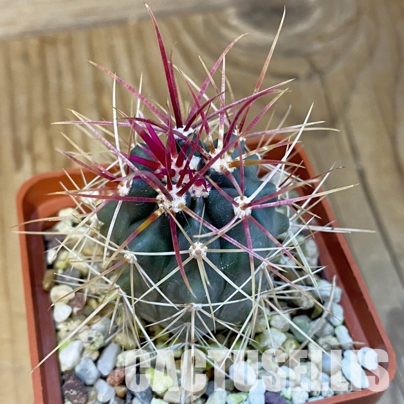 SH29024 Ferocactus gracilis
