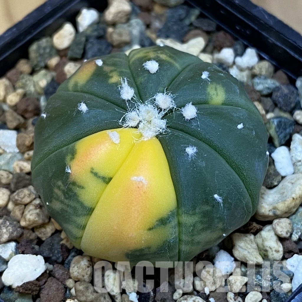 SH24422 Astrophytum asterias f. variegata