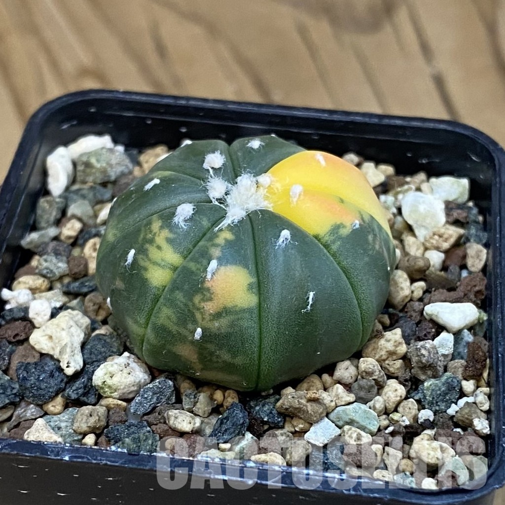 SH24422 Astrophytum asterias f. variegata - Image 2