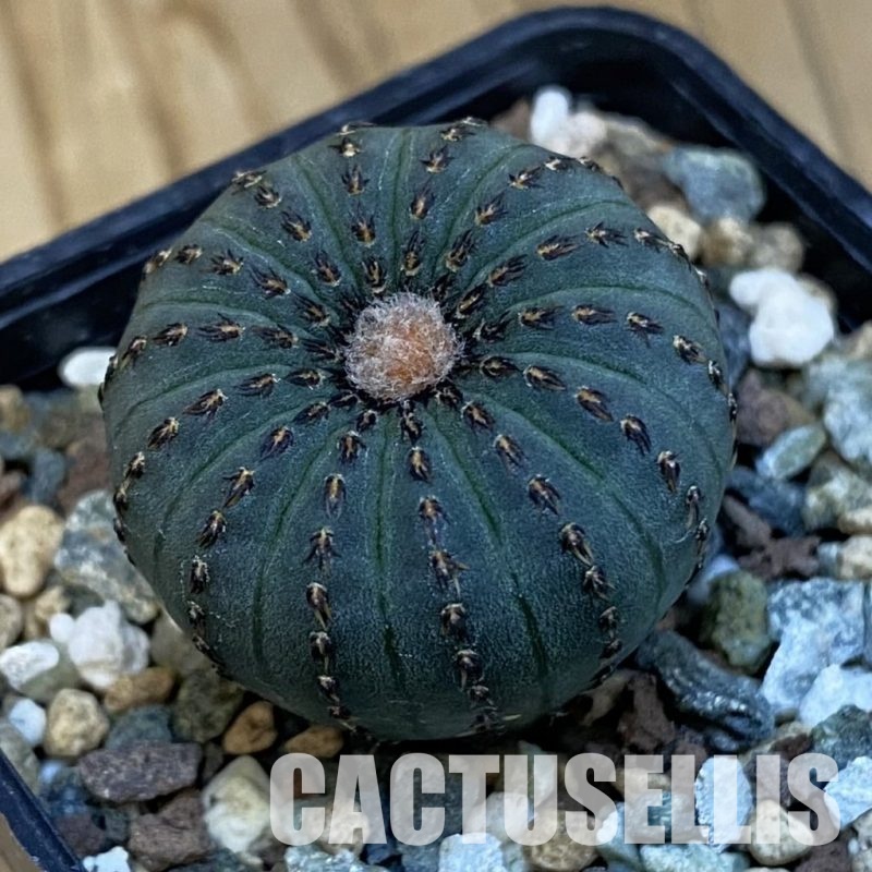 SH24508 Frailea asterioides