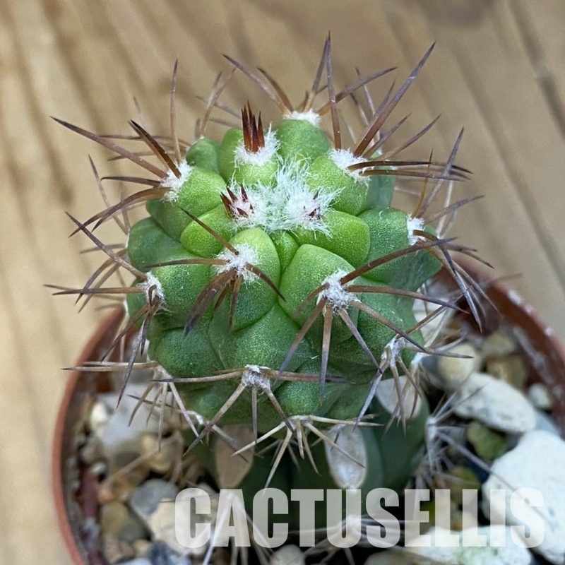 SH24511 Copiapoa vallenarensis SL 61-24, grafted