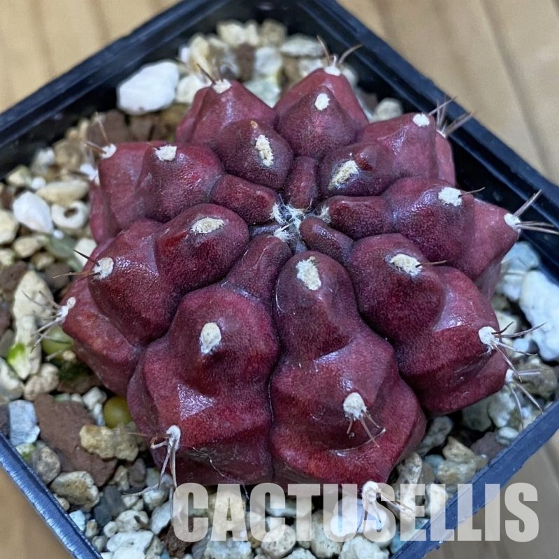 SH20577 Gymnocalycium mihanovichii ‘Kirimanjaro’