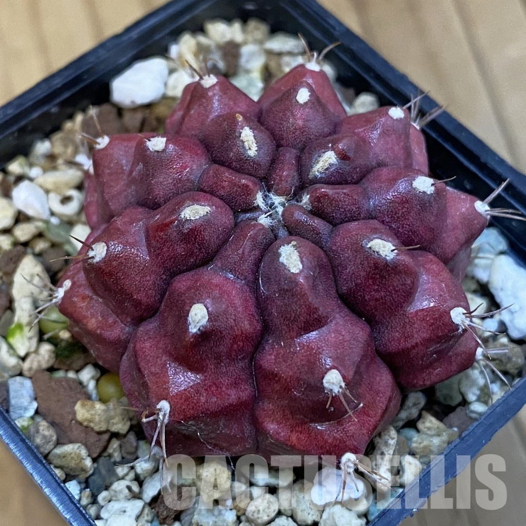 SH20577 Gymnocalycium mihanovichii ‘Kirimanjaro’