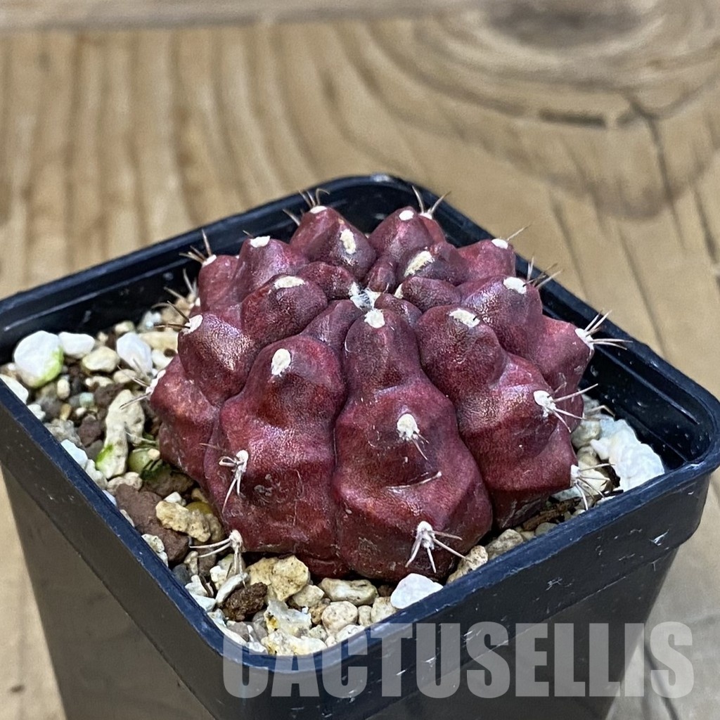 SH20577 Gymnocalycium mihanovichii ‘Kirimanjaro’ - Image 2