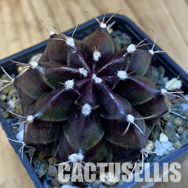 SH20590 Gymnocalycium mihanovichii 'Black Boxer'