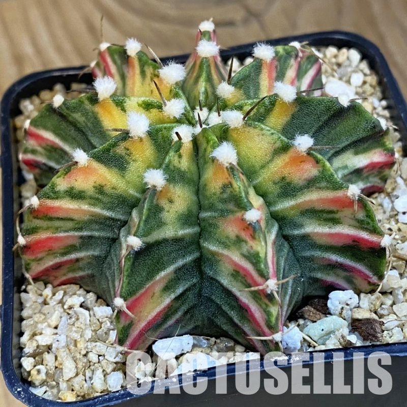 SH30758 Gymnocalycium friedrichii LB f. variegata, seedling