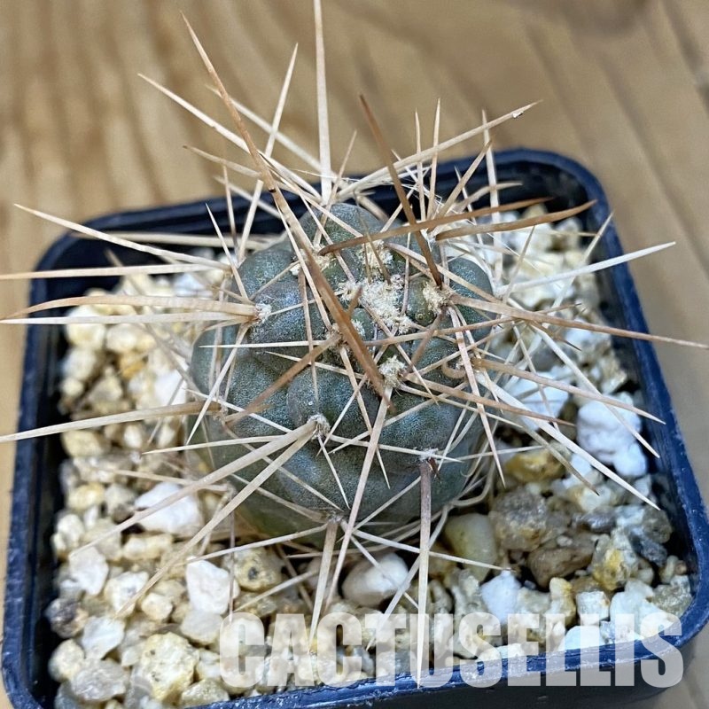 SH30763 Tephrocactus fiambalensis, brown