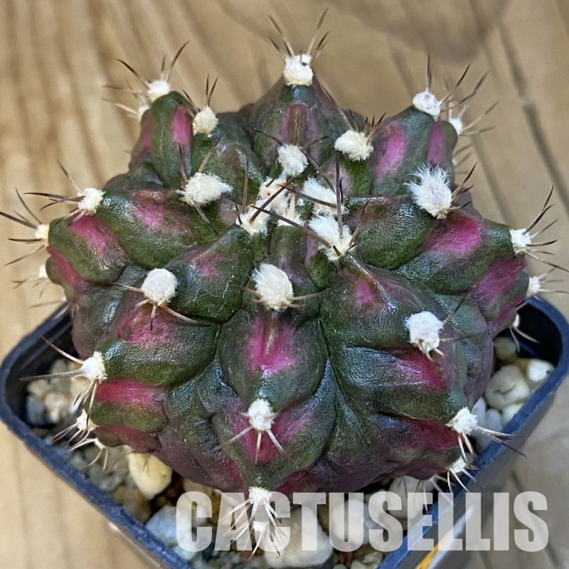 SH21465 Gymnocalycium mihanovichii ‘T-Lux’