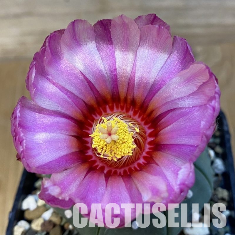 SH30771 Astrophytum asterias 'Akabana'