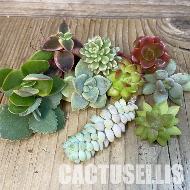 SH30772 Succulents mix, cuted