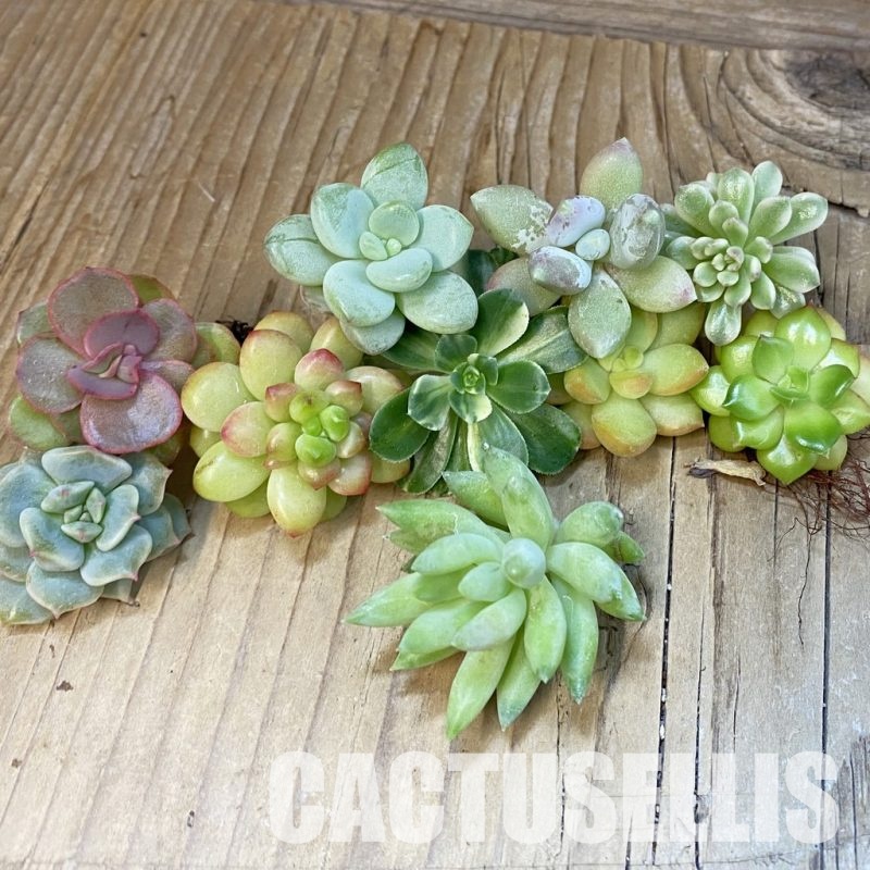 SH30773 Succulents mix, cuted