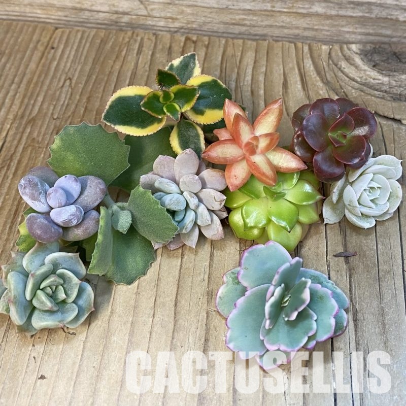 SH30774 Succulents mix, cuted