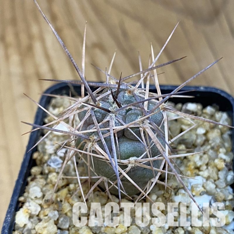 SH30764 Tephrocactus fiambalensis, brown