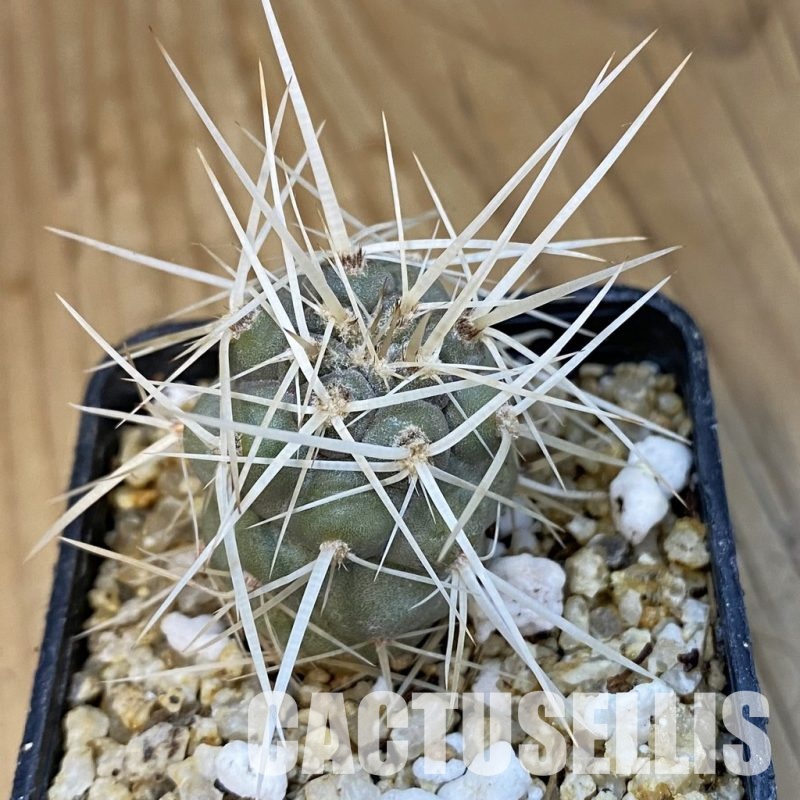SH30765 Tephrocactus fiambalensis
