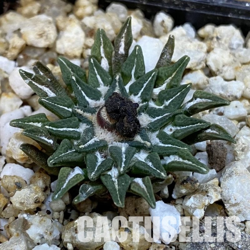 SH30766 Ariocarpus kotschoubeyanus v. macdowellii, own roots seedling