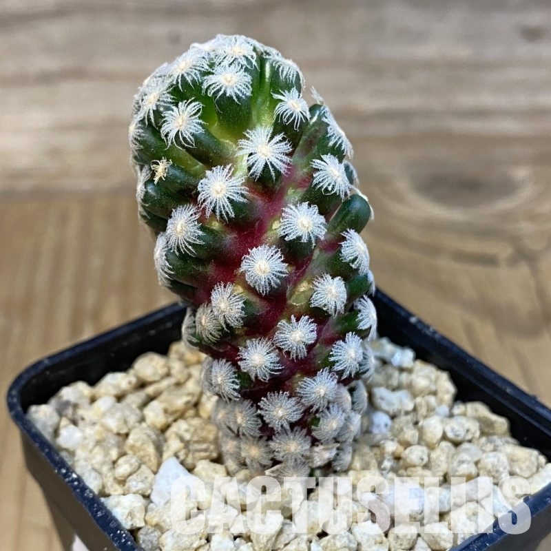 SH30768 Mammillaria theresae