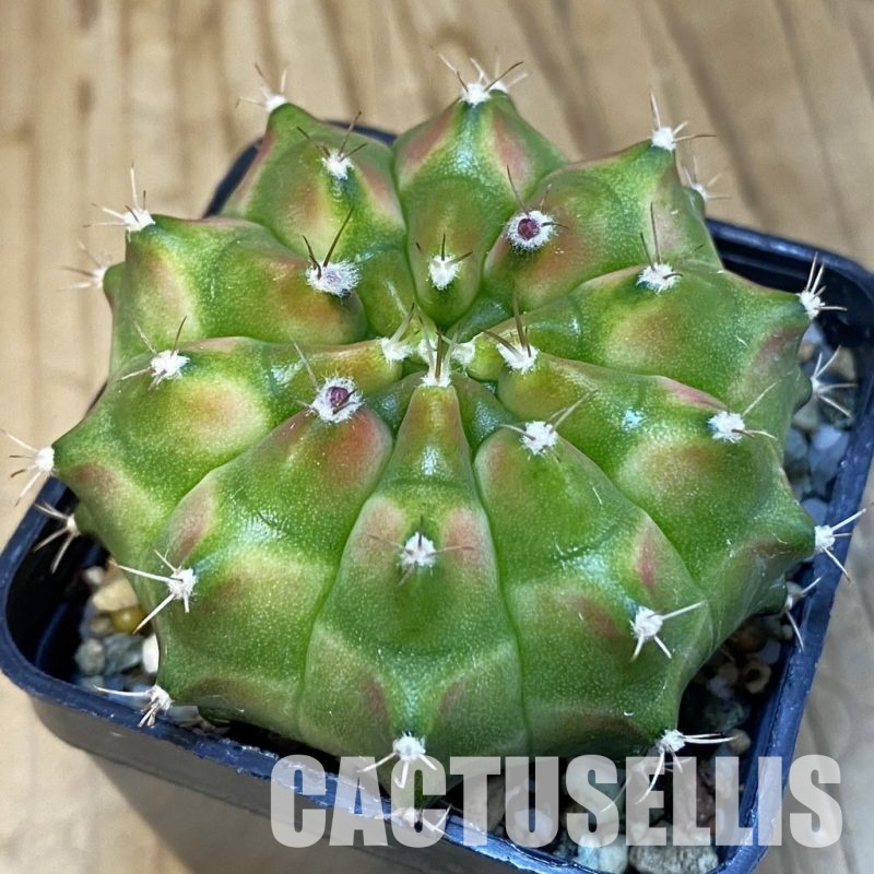 SH20589 Gymnocalycium mihanovichii 'Neon' hybrid