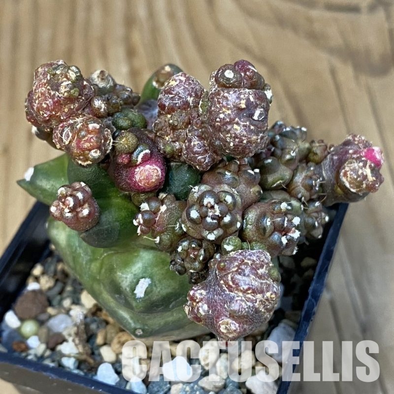 SH20831 Gymnocalycium mihanovichii ‘Transformer’