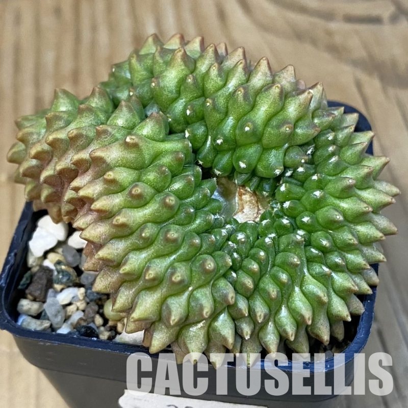SH20834 Gymnocalycium mihanovichii ‘inermis’ f. cristata